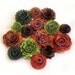 Handmade Spiral Flowers - Pumpkin Patch- Set of 15