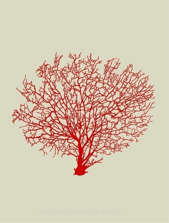 Red Sea Fan - 8x10 Print