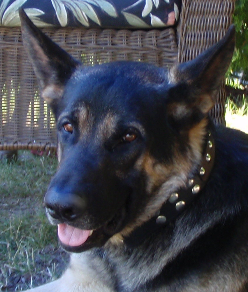 Custom Made 1.5 or 2 inch width Adjustable Leather Chain Martingale Collar with Choice of 16 Color's