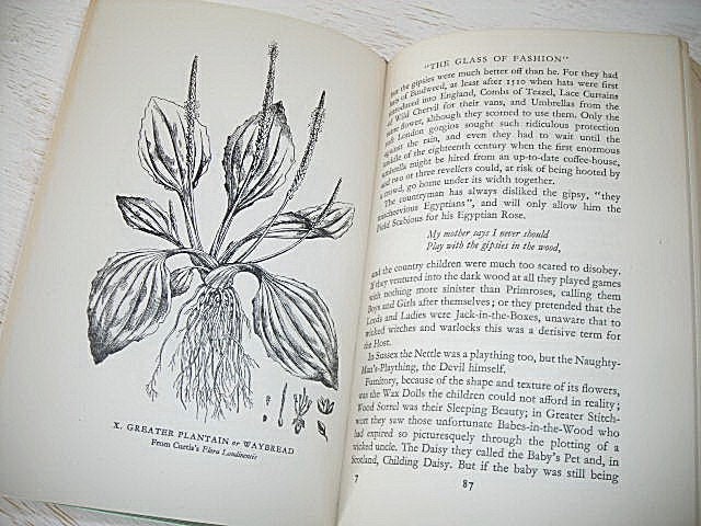 mirror of flowers - vintage english illustrated flower book 1953 Dorothea Eastwood botany book - shabby chic cottage decor