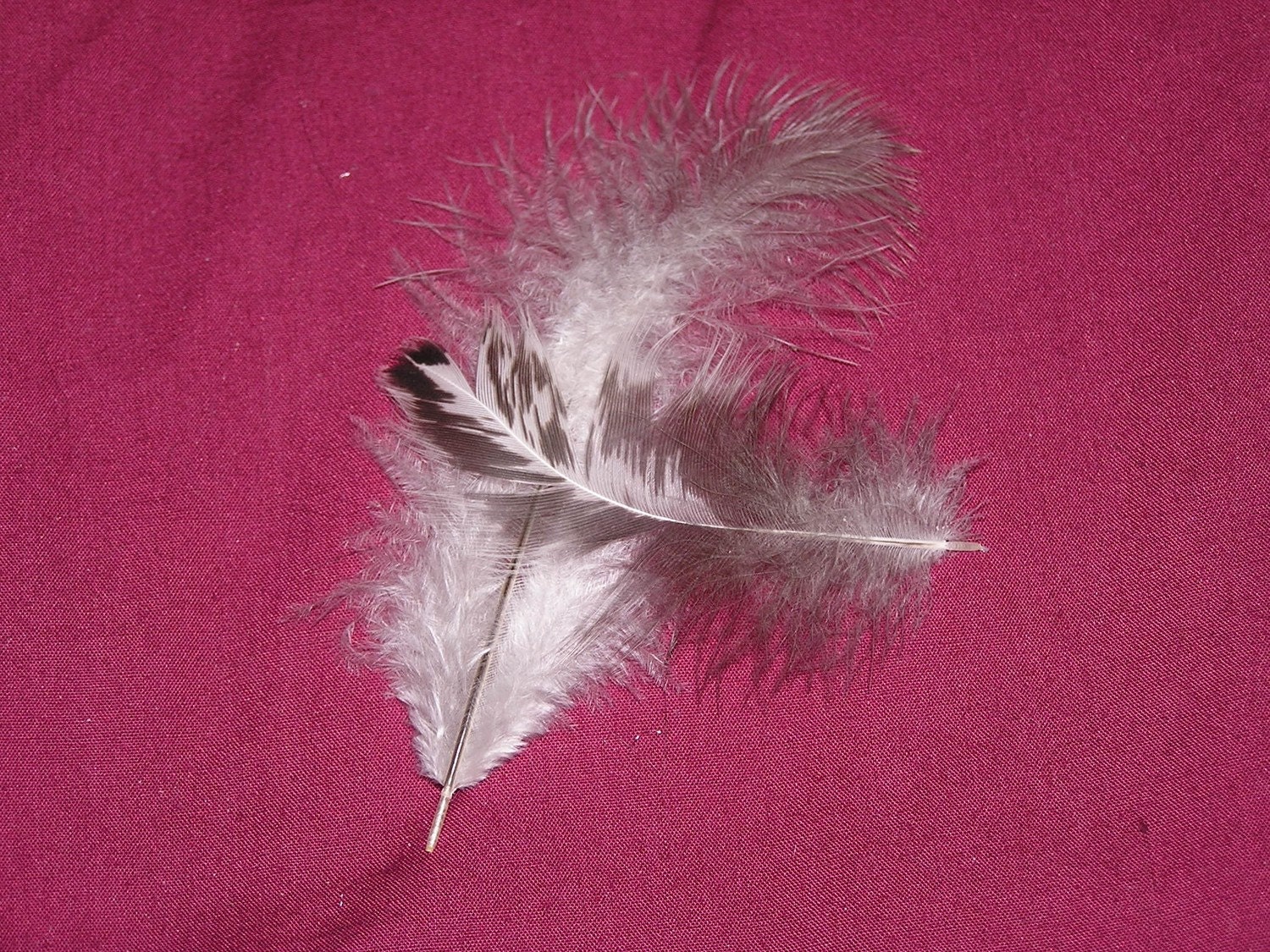 Feathers- Varigated Brown, White, Black- Fly Tying, Earrings, Hair Extensions or Craft Supplies