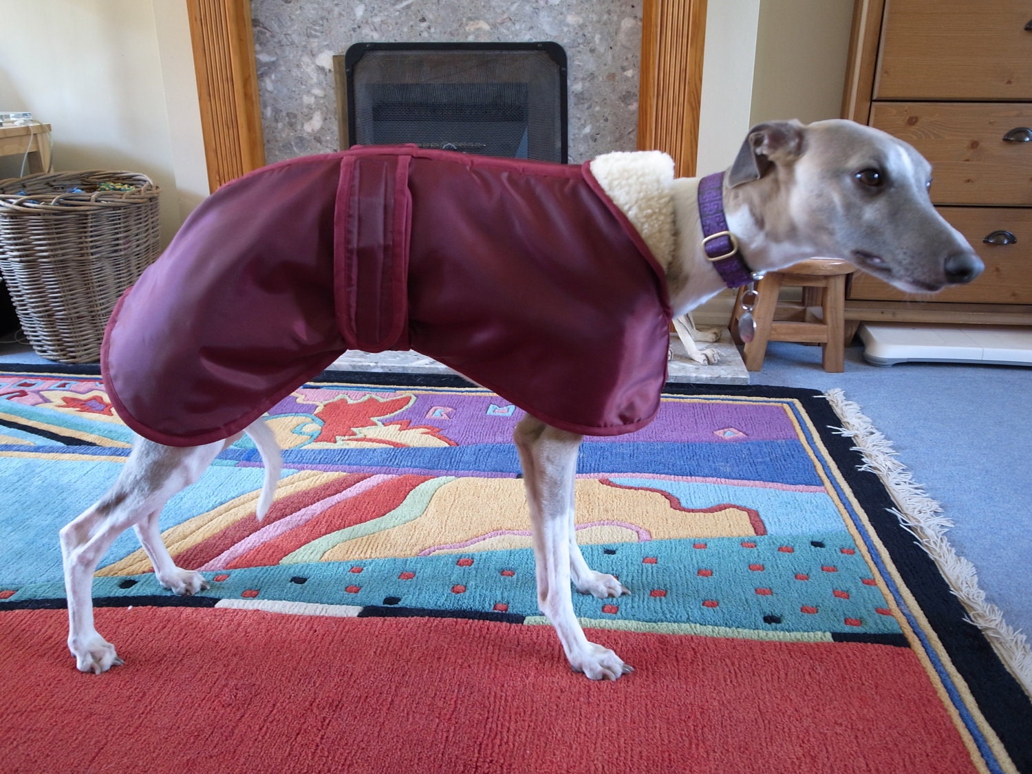 Whippet Waterproof Coat