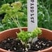 Special Order Reserved for Tom Faller - 6 Herb or Vegetable Garden Markers - Pottery Plant Stakes - Custom Order