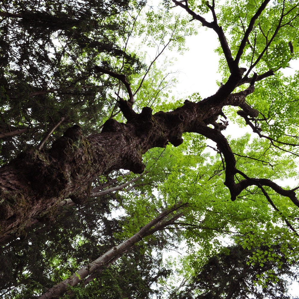 Nature Photography Print 8x10 - Tree
