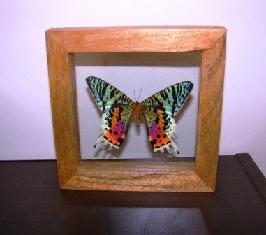 Sunset Moth in Double Glass Frame Real Sunset Moth Display Chrysiridia rhipheus in 5x5 glass display PREORDER special Pricing