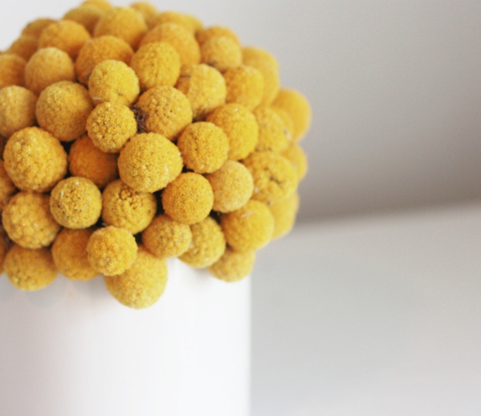 craspedia cluster in white- dried flower arrangement billy button, billy ball design.