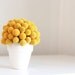 bitty billy-   dried flower arrangement of crapsedia, billy buttons