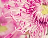 Nursery Wall Art of a Pink Fuji Mum - 11x14 Fine Art Flower Photography Print - Feminine Macro Close Up Bedroom & Home Decor Photo