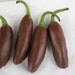 Chocolate Covered Jalapenos