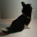 Chihuahua dog custom needle felted art or any breed made to order