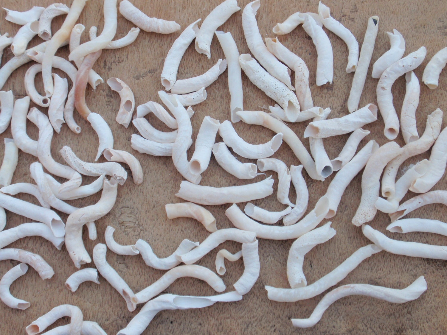 Beautiful Curly Long Tube Worm Shells X 100 By Sandtreasures