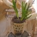 Patina Zinc Pot Love TREASURY Item