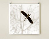 HERON GLIDE - Sepia - 8x8 Signed Fine Art Photograph