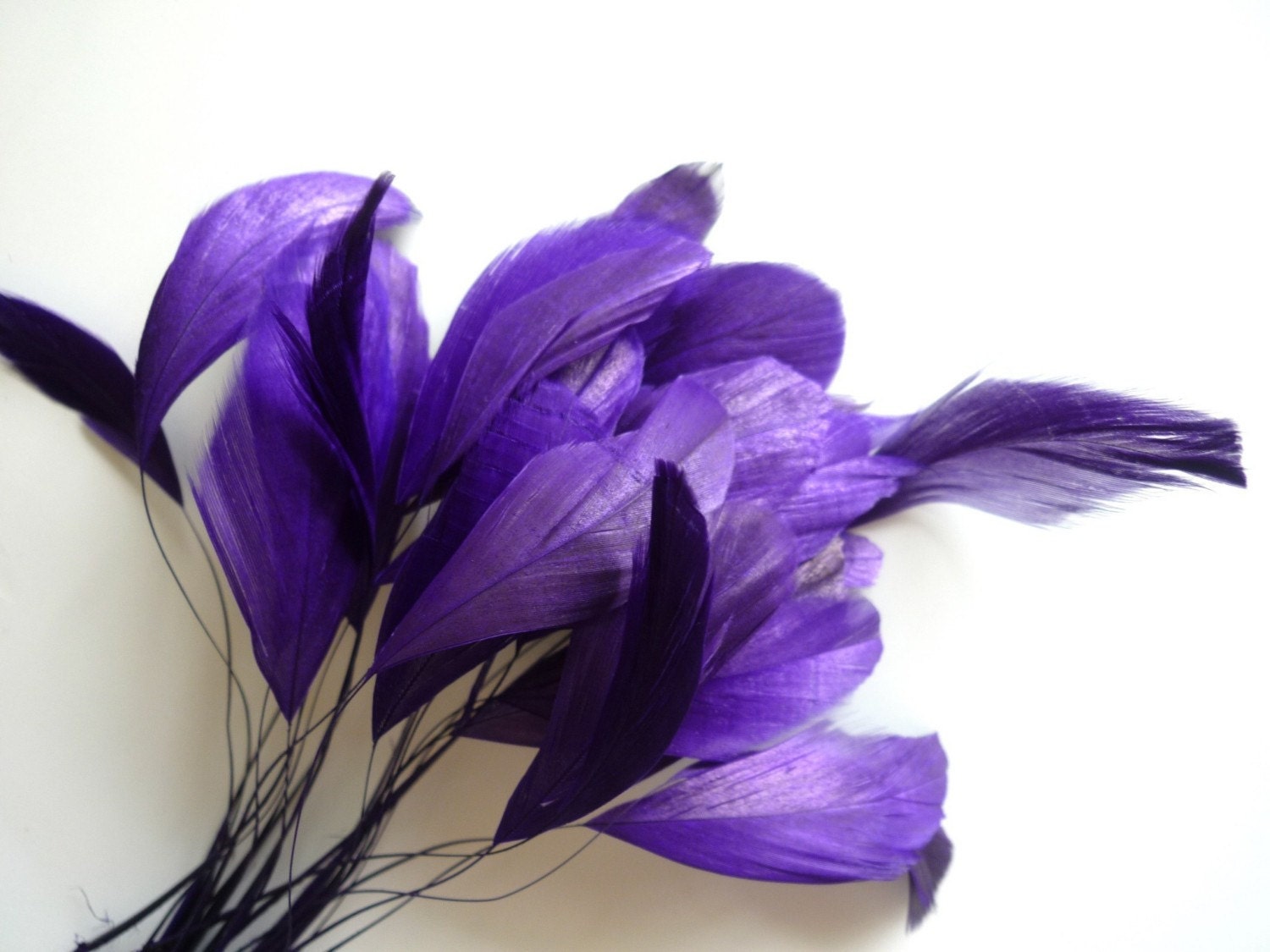 STRIPPED COQUE TAIL / Deep Purple / 1115