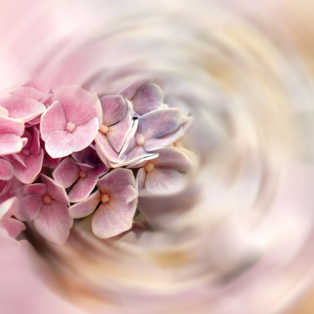 Pink Flower Fine Art  Photograph Color My World -Hydrangea Pastel Lavender Nature Surreal Dreamy Decor - galleryzooart