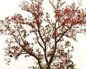 Fall Tree Photograph Blush - Red Leaves Dreamy Surreal Sepia Brown Vintage Style Fine Art Nature