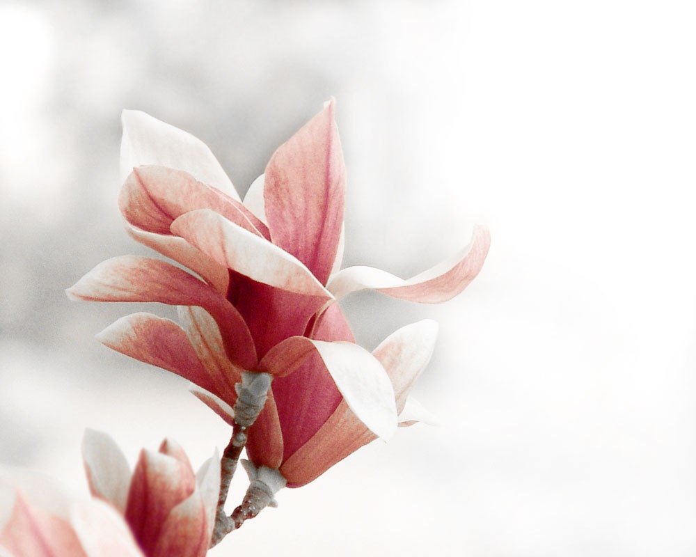 Pink Flower Baby Nursery Decor -Magnolia Raspberry Dreamy Wall Print