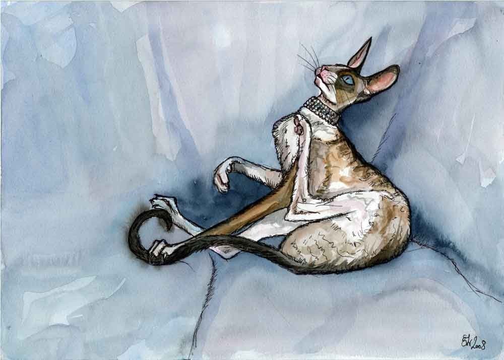 Cornish Rex Cat Art Print