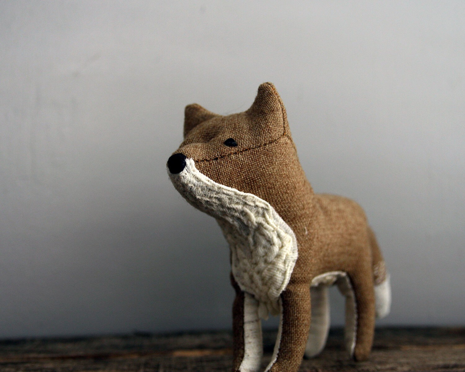 coyote daydreamer.