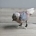 tiny sparrow