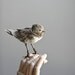 bandit bird