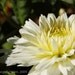 EXHALE - 8 X 10 White Flower Fine Art Photo Print, FREE Matting