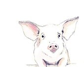 Pig Drawing  - Some Pig