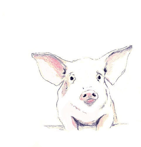 Pig Drawing  - Some Pig