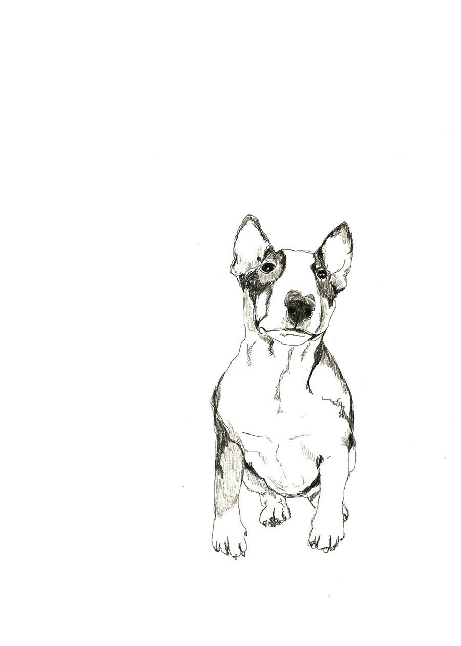 Bull Terrier - Print of Original Drawing - Dog Art
