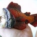 Snapely Snapper Fish sculpture