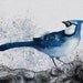 Eastern Blue Jay