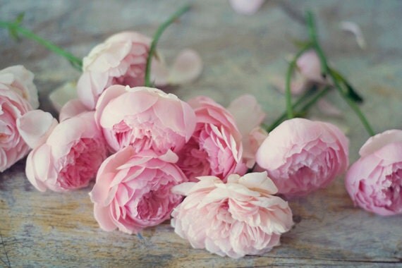 English vintage roses pink pastel feminine original 5x7 art photograph photo wall decor shabby chic soft