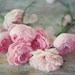 English vintage roses pink pastel feminine original 5x7 art photograph photo wall decor shabby chic soft