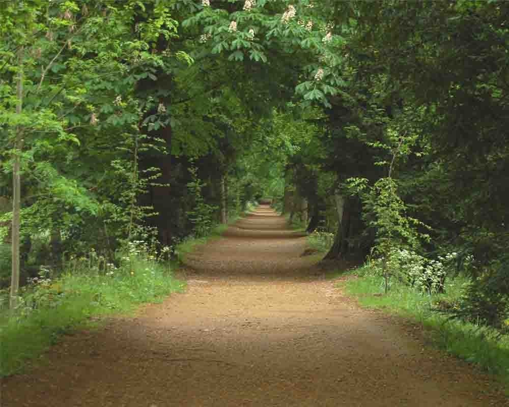 Trees and Dreams - 8x10 Photograph