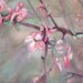 Spring Blossoms Limited Edition Print