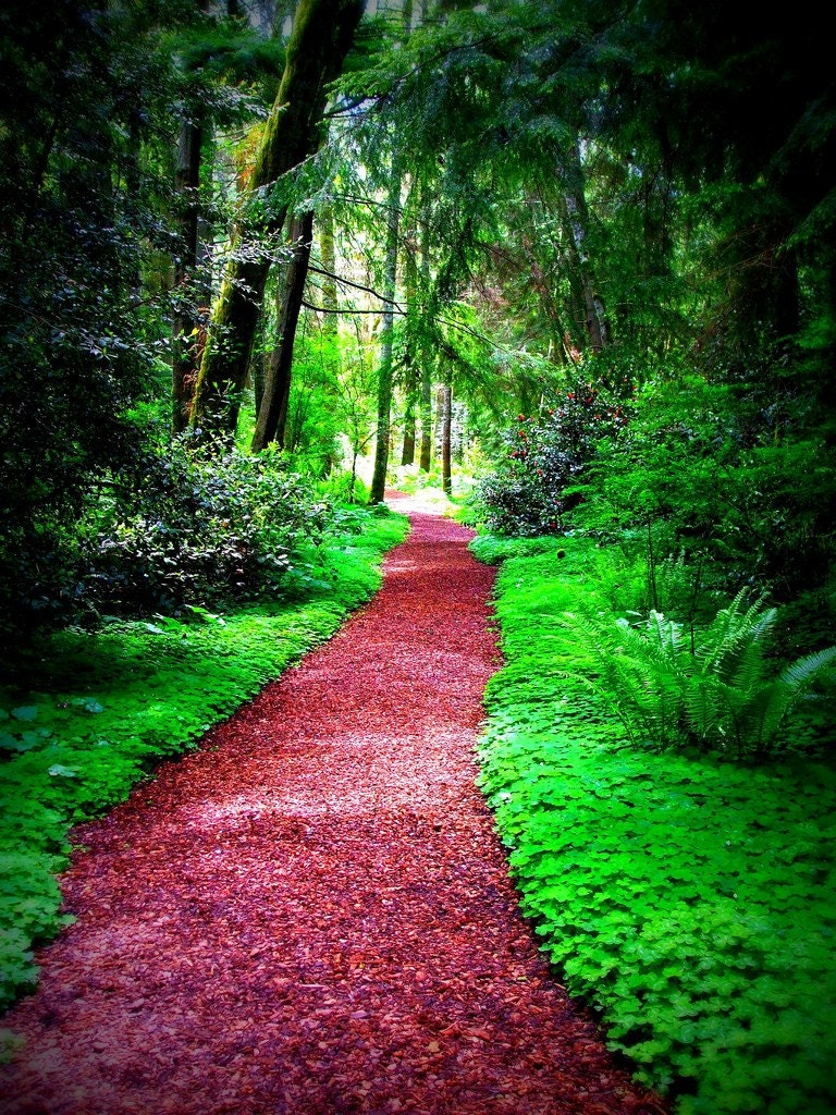 Forest Path, Nature, Trees, Evergreen, Landscape, Green, Brown,  8 x 10, Fine Art Photographic Print