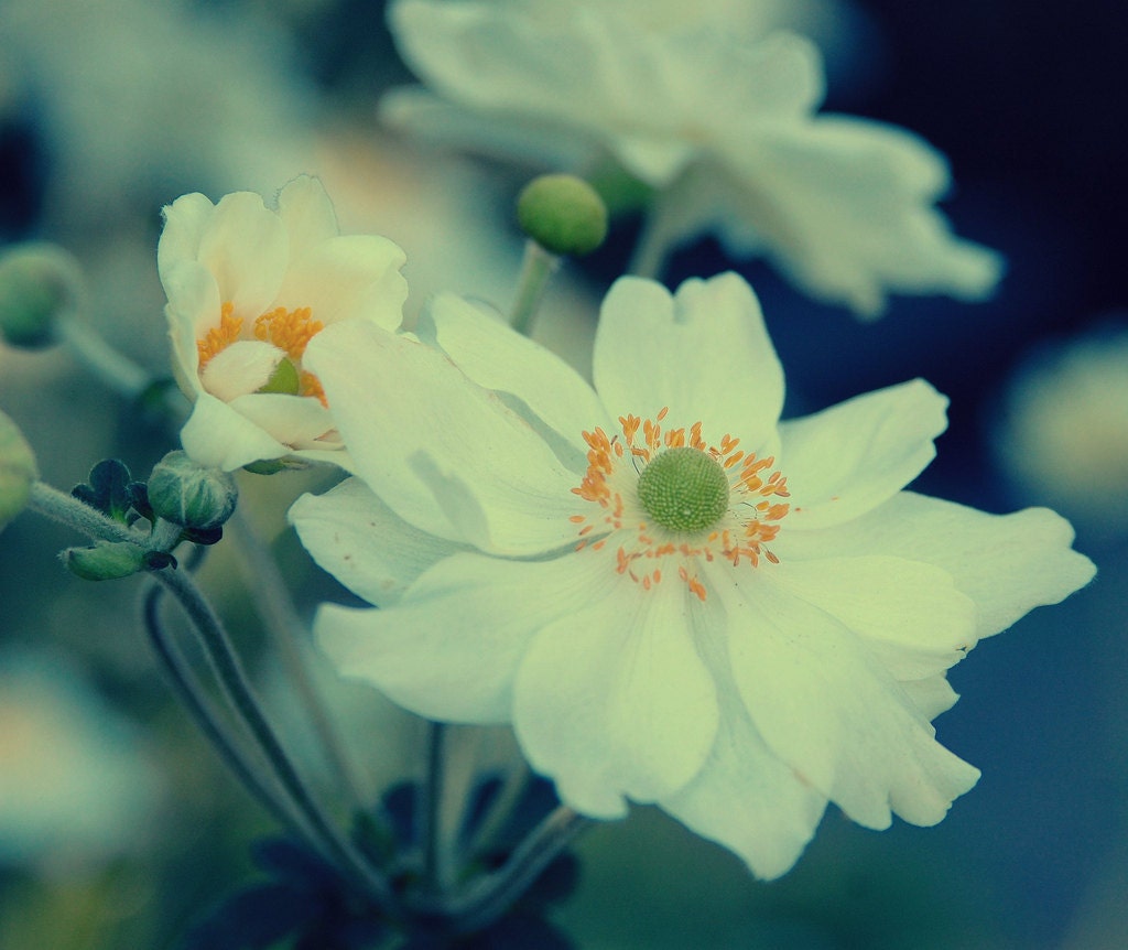 Floral Photography, Anemones, White, Garden, Summer time, Home Decor, 8 x 10 print,