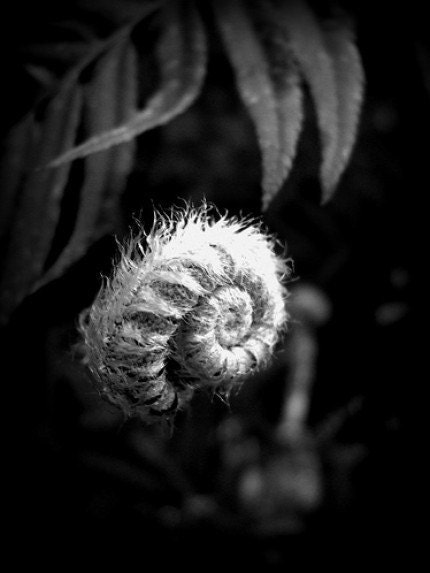 Ferns: Before the Unfurling, Black and White Photography, 8 x 10 Photographic Print
