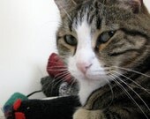 Super Size organic catnip mouse toy