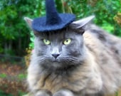 Witch Cat Hat - Halloween Costume -- Pet Witch Hat - The Little Black Hat - Hand Felted Wool