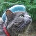 Cat French Beret - Wool Hand Felted Mini Beret for Pets