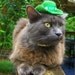 Cat Hat for Saint Patrick's Day - Hand Felted Hat