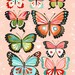 Butterfly Collection - Pink- 8x10 print - vertical