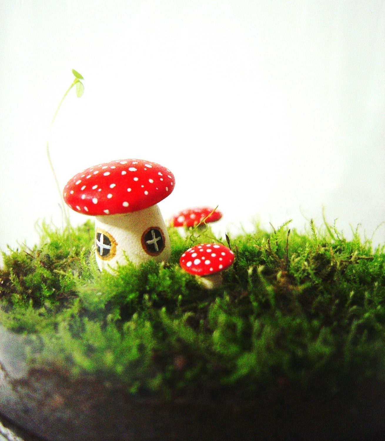 The Toadstool's Secret Home For Your Terrarium