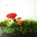The Toadstool's Secret Home For Your Terrarium