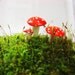 SALE Ending Nov. 28 Miniature Poison Mushrooms