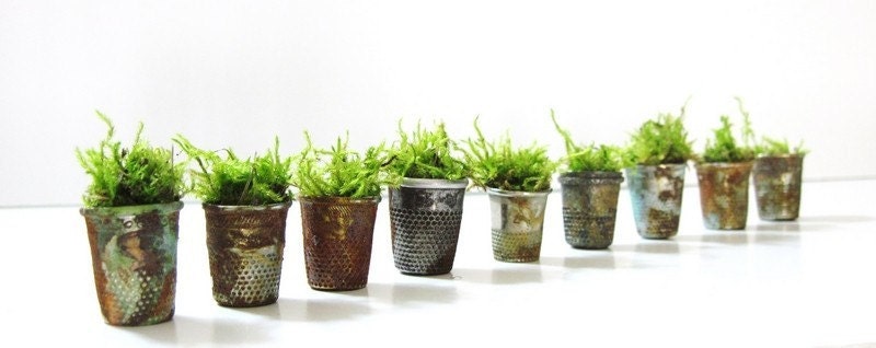 Set of 4 Vintage Thimble Planters with Live Moss