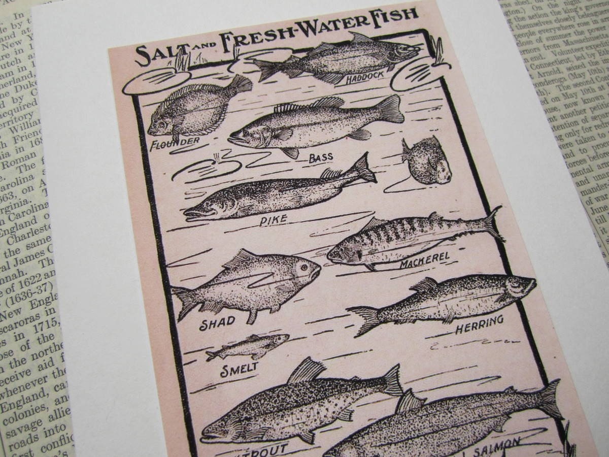 Vintage Fishing Print Greeting Card