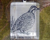 Bobwhite Quail Dictionary Illustration Pendant