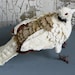 Folk Art Bird,Ring-Necked Dove, Norton